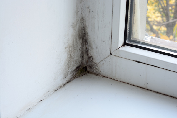 Closeup of mold forming inside a window where water is penetrating home thru an old bad paint job